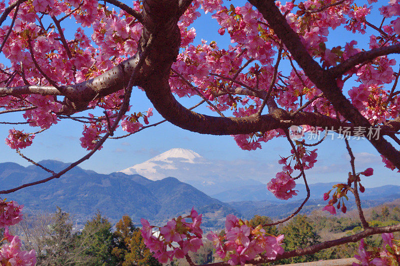 富士山和樱花:从神奈川县松田山眺望