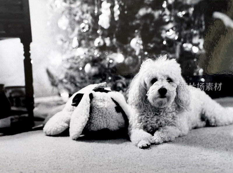 迷你贵宾犬由圣诞树1975年黑白