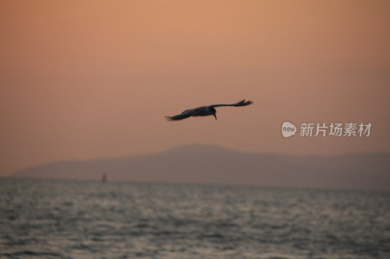 一群鸟排成队形飞过黄色的天空