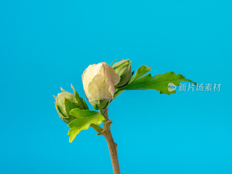 一张芙蓉花在蓝色背景上绽放和生长的照片。百合花盛开，芙蓉花蕾绽放。