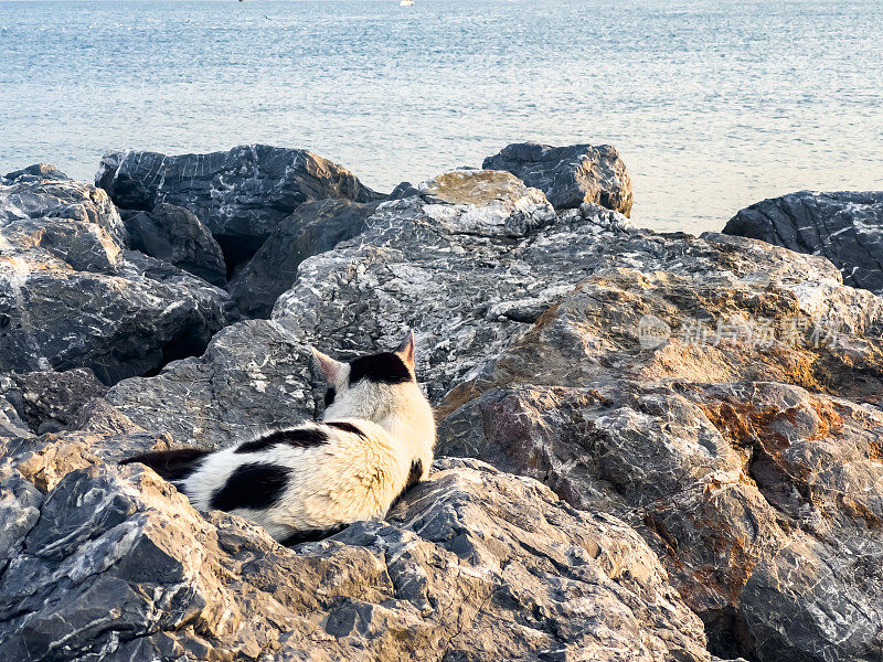 一只流浪猫躺在岩石上的后视图