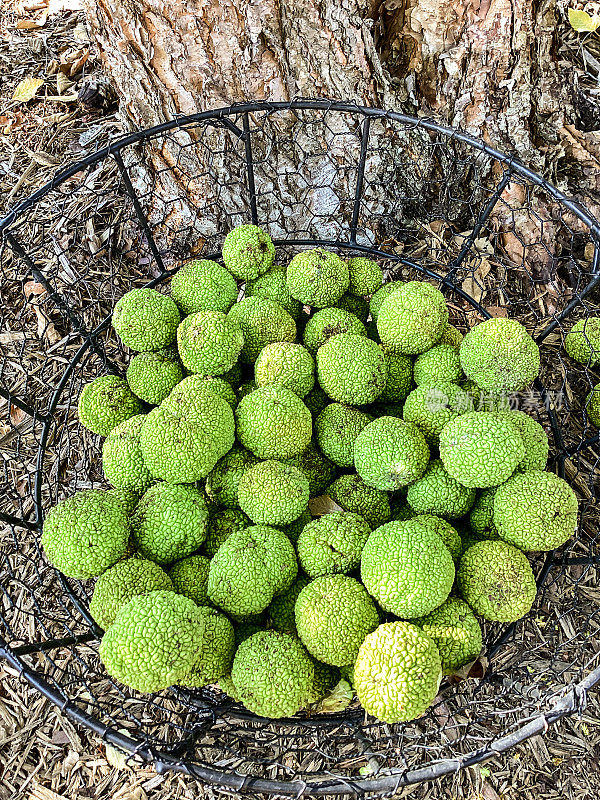 在密苏里州的夏末，篮子里的橙色橘子。