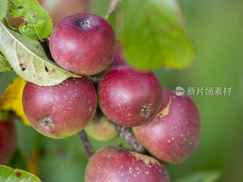 有机苹果挂在苹果树上