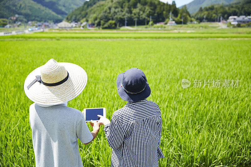 男人和女人在稻田前看平板电脑的背影