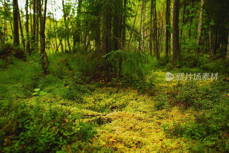 精灵森林。苔藓的石头。树