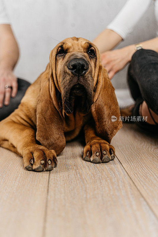 小猎犬躺在地板上，享受着被爱抚的感觉