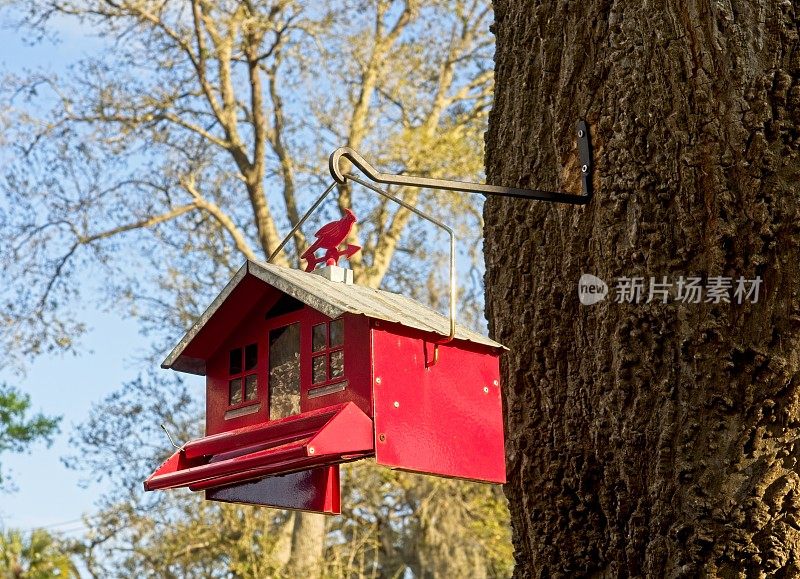 一个鲜红色的喂鸟器，放在一棵老橡树树干上