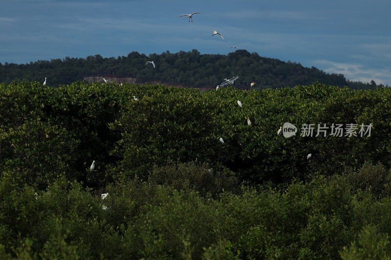 一群苍鹭优雅地在红树林上空翱翔，