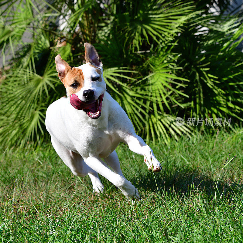 快乐的狗狗在草丛中朝着相机高速奔跑。棕色和白色混合品种，舌头伸出。活泼，年轻，朝气蓬勃，美丽，无忧无虑，耳朵耷拉着