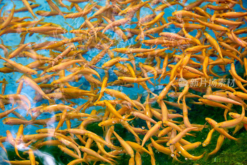 一群虹鳟鱼鱼苗在一个养鱼场清澈的水池里游泳