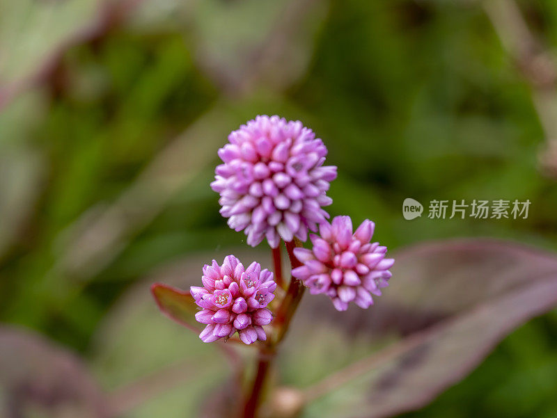 粉红色的虎杖花