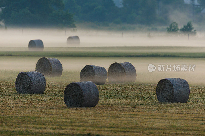 清晨的雾霭中，一捆捆的干草