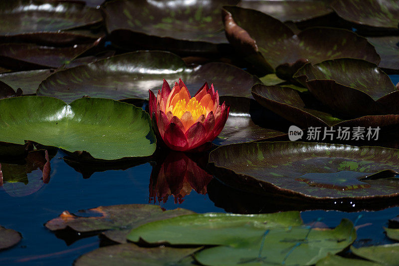 睡莲花和绿叶的形象