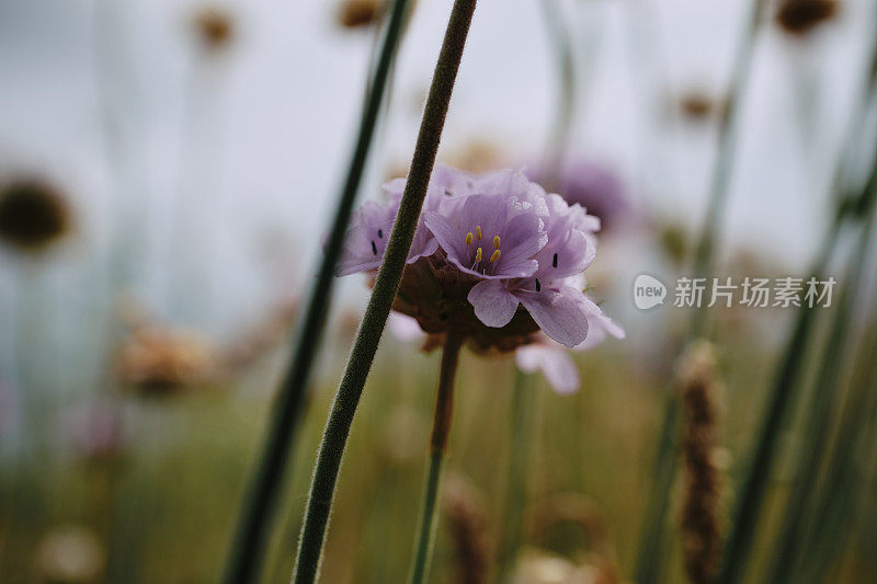 六月阴天，康沃尔郡纽基彭泰悬崖上一朵粉红色的海花。