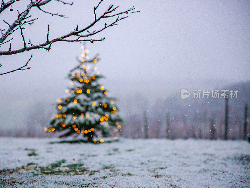 在白雪覆盖的土地上装饰着圣诞树