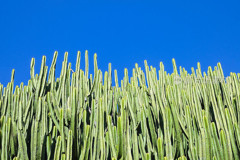 大戟属植物canariensis