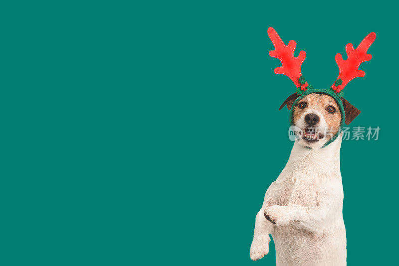圣诞背景与滑稽的狗在驯鹿鹿角头带举着爪子