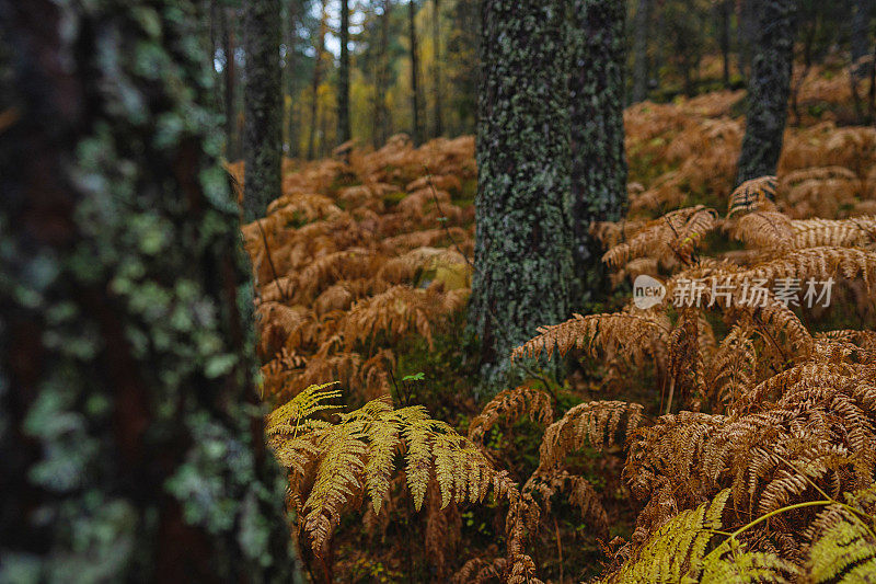 森林生态系统:户外在森林和蕨类植物在秋季叶片