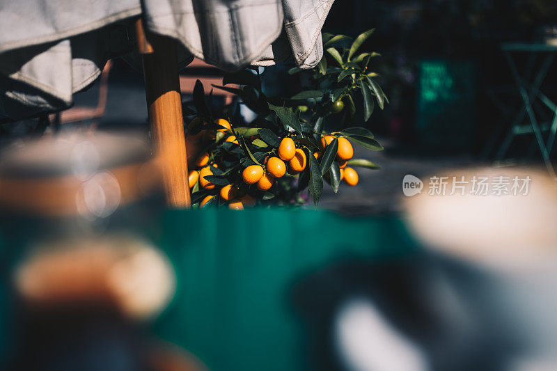 小柑橘树与水果库存照片