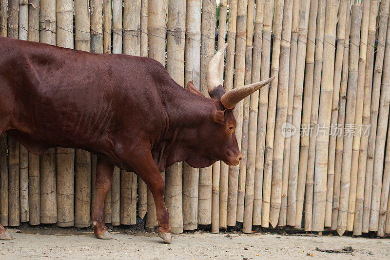 Ankole-Watusi是一种现代美国家养牛。它起源于东非和中非的Sanga牛品种Ankole组。它的特点是有非常大的角。
