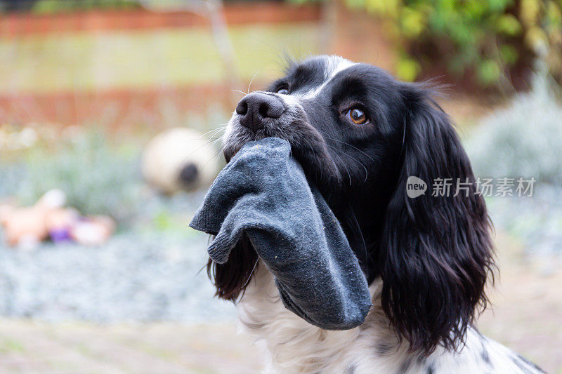 这只漂亮的西班牙猎犬坐在那里，嘴里叼着一只旧袜子，西班牙猎犬喜欢捡东西。