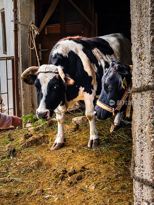 在一个村庄的谷仓里，黑白相间的奶牛