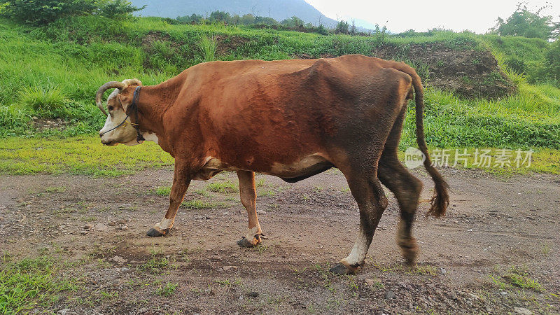 在山区的热带稀树草原上，一头棕色的牛看着草地