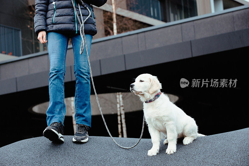 拴着皮带的金毛猎犬和女孩主人一起在城市户外。