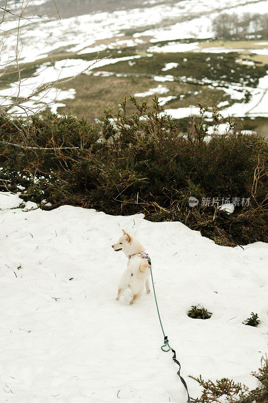 雪上的白色柴犬