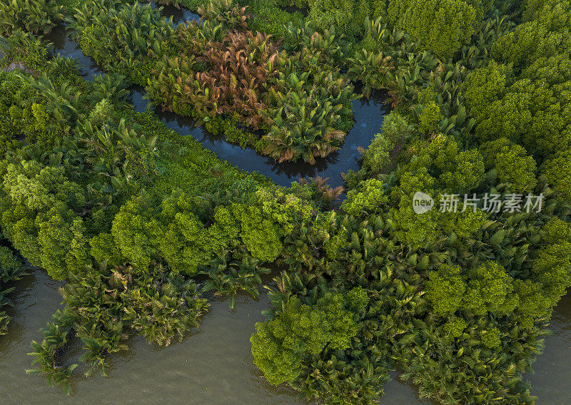 嘉茂省的湿地，运河两岸有尼帕棕榈林