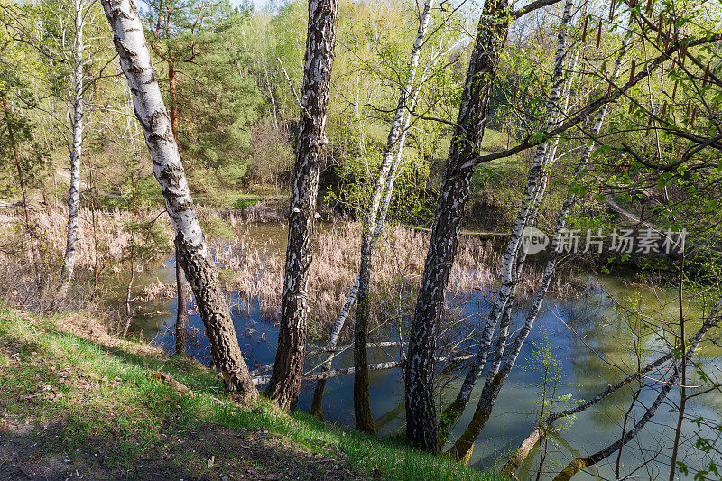 春天森林湖陡峭的山坡上的桦树