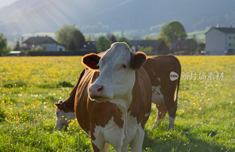 奶牛在绿色的田野里吃草。背景是一个小村庄和小山。