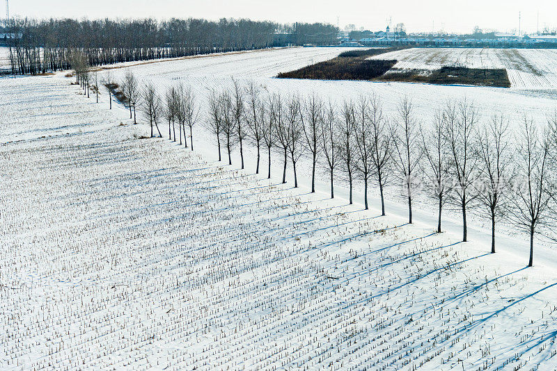 雪地里的树