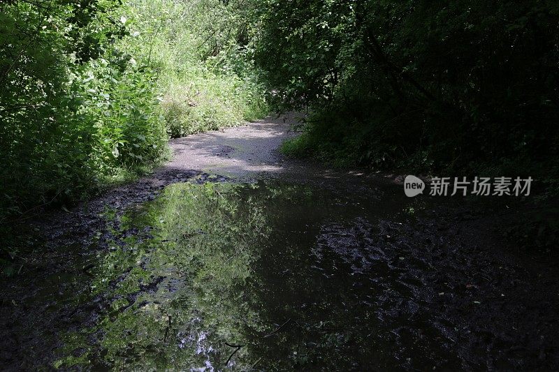 在阳光下泥泞的英国乡村小路林地隧道的图像，树木创造的阴影水坑泥径，杂草，野生大蒜花，梧桐(槭)，榛(榛属)，山毛榉(山毛榉)，蕨类植物