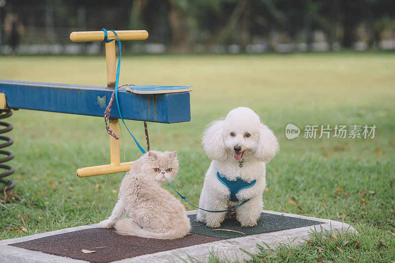 一只家养的猫和狗在公园里牵着皮带，等着它们的主人看着摄像机