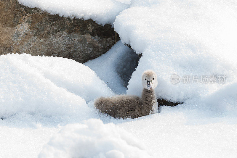 雪中可爱的黑天鹅小天鹅