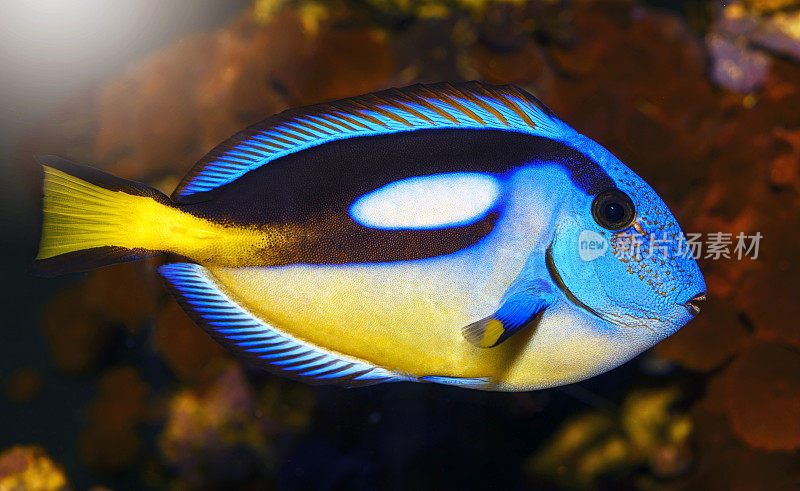 蓝刺尾鱼，受欢迎的热带水族馆宠物