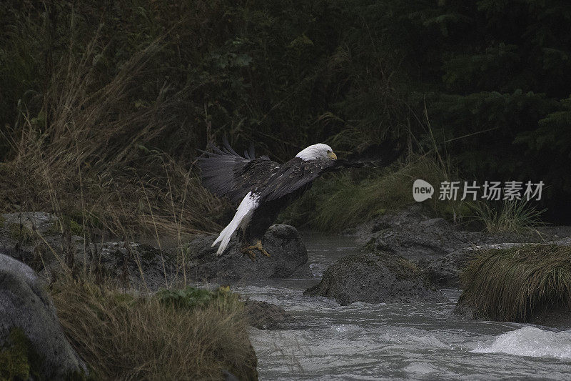 白头鹰在水面上庄严地飞翔