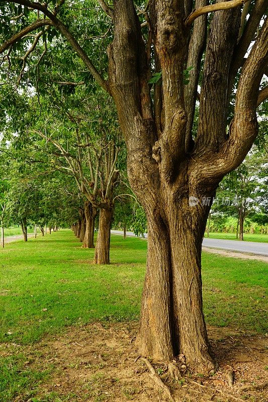 美丽的大道与绿树成荫的人行道在春天