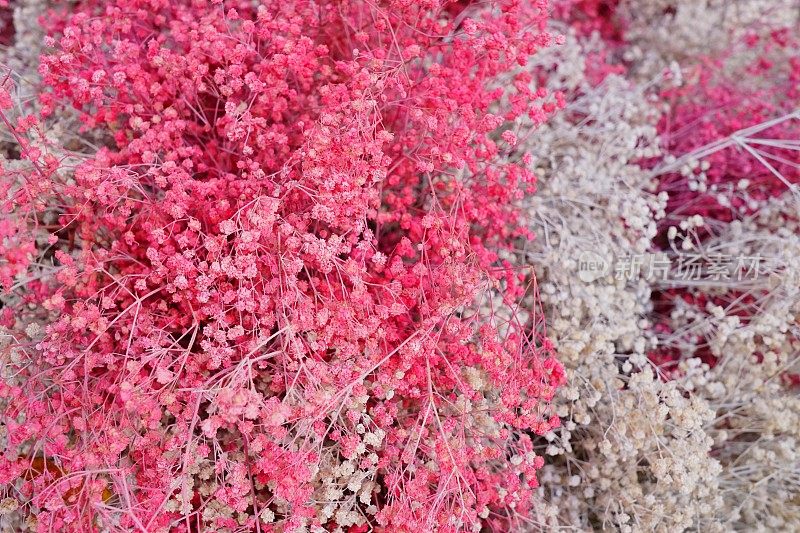 春季粉红樱花特写