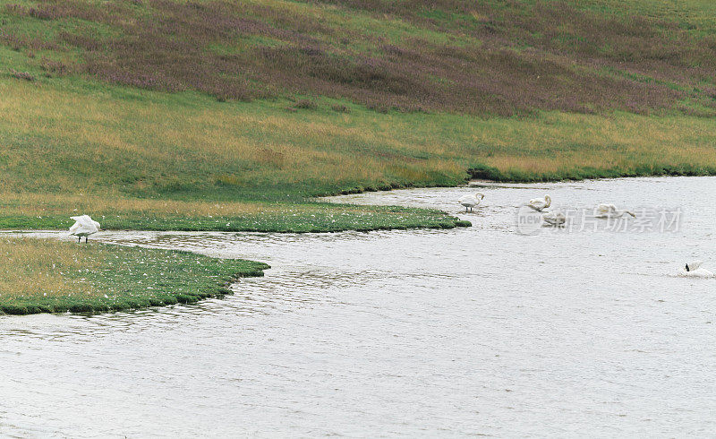 新疆巴音布鲁克草原野生动物保护区的天鹅