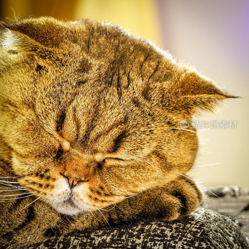 模糊的背景上睡着的苏格兰折猫头