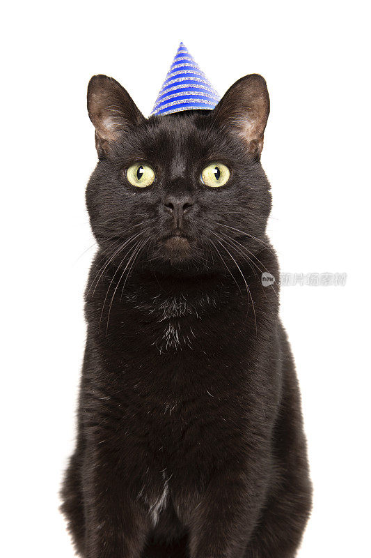 可爱的黑猫在派对帽子