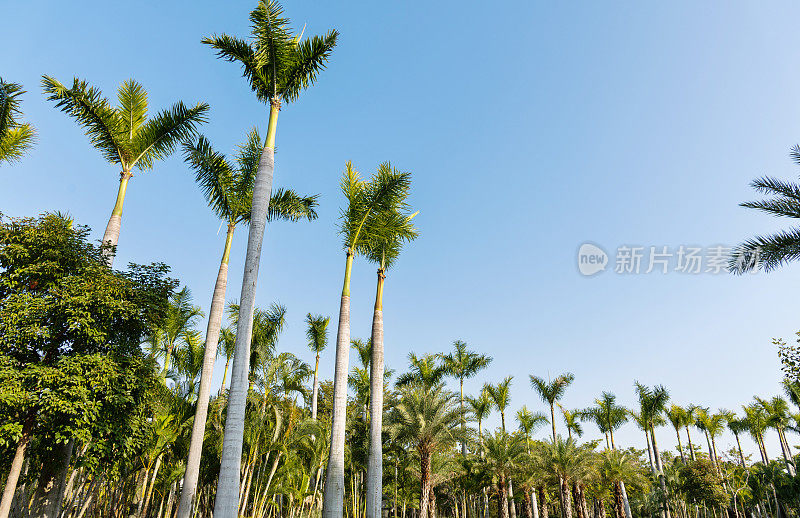 蓝天下大片的棕榈树