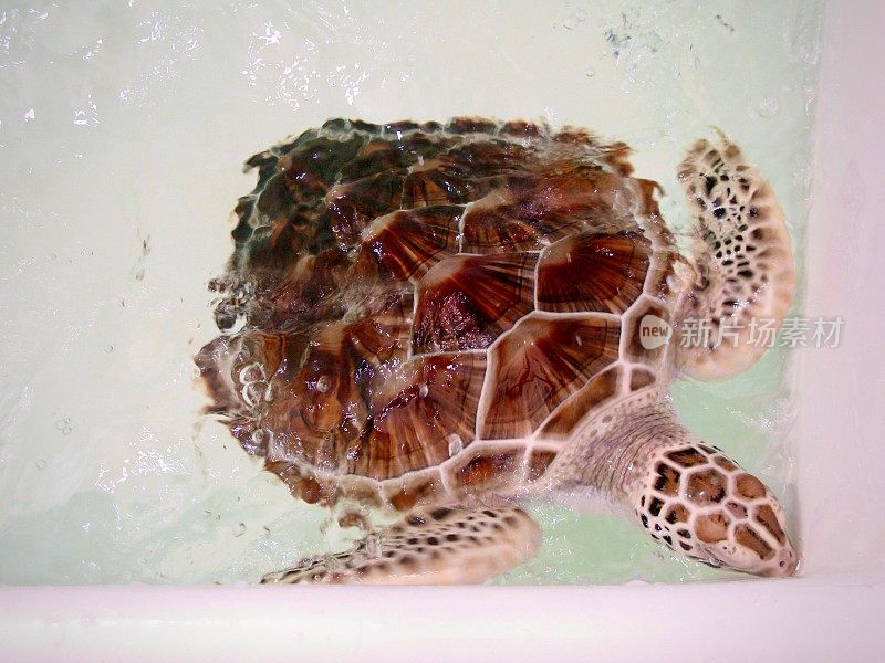 在水中游泳的红海龟