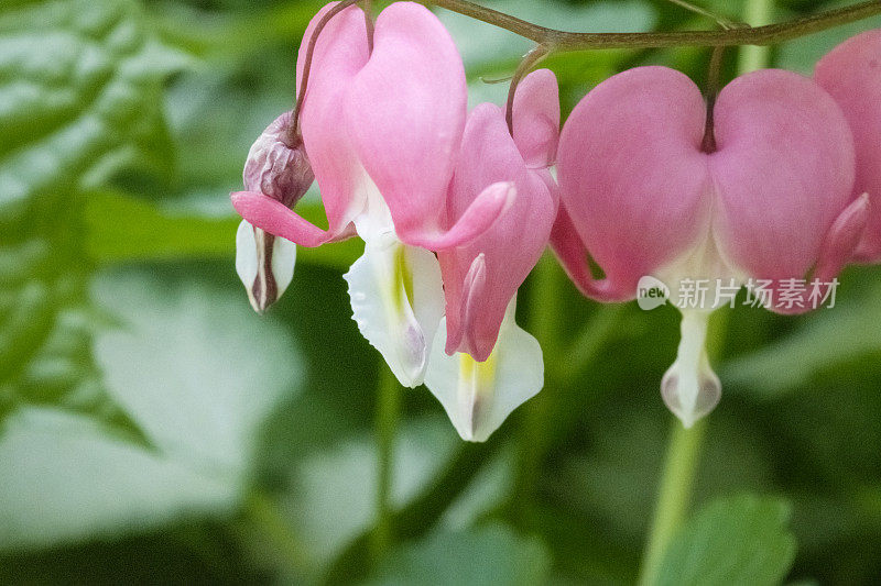 微距照片流血的心花