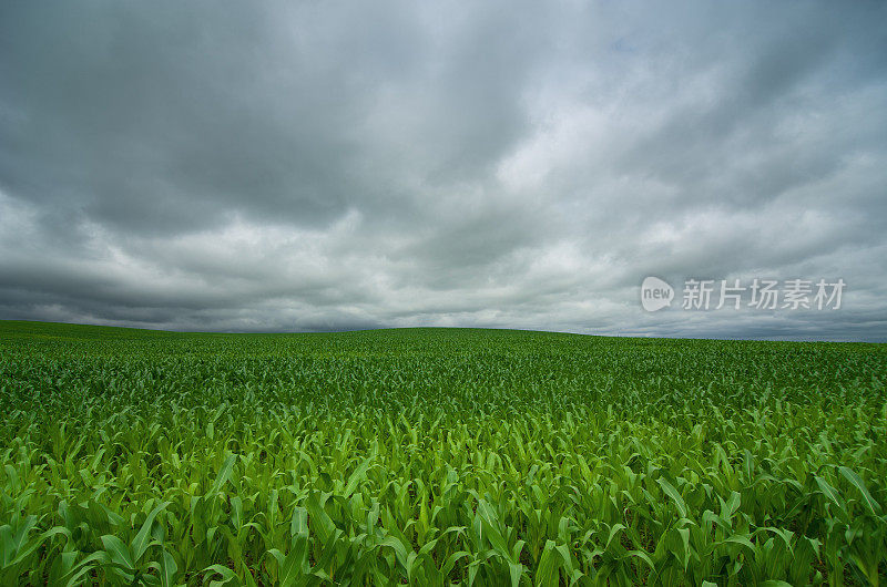 玉米田乡村景观和多云的天空