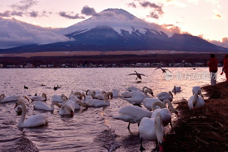 日落后的山中湖，白雪覆盖的富士山和天鹅