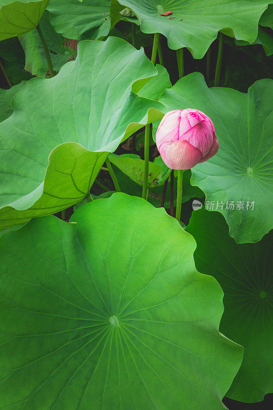 Lotus植物背景