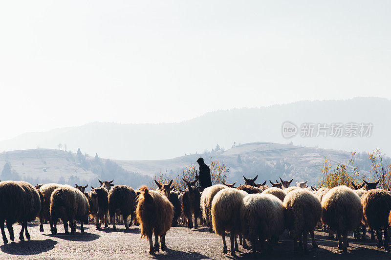 日出时分，山里牧羊人和一群山羊
